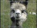 It's an Alpaca