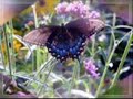 Michael Jackson (Butterflies)