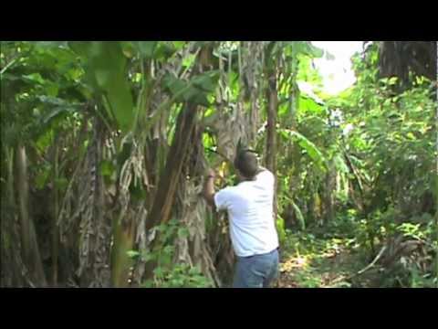 how to harvest bananas