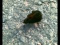 butterfly - perhonen