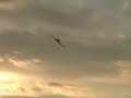 F6F Hellcat maiden flight