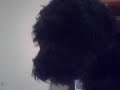 Schnoodle Puppy Schnoodle Puppy