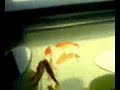 My favorite live fish+ mirror+ light installation @ Pompidou My favorite live fish+ mirror+ light installation @ Pompidou