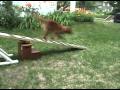 Vito the Toller Running Contacts Diary