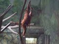 Orangatang baby Orangatang baby