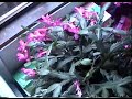 hydroponics cats hydroponics cats