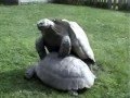 Tortoise Porn