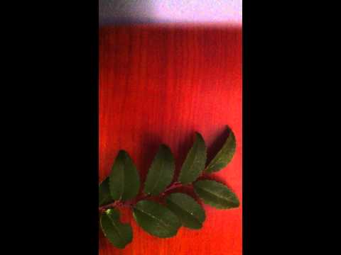 how to grow huckleberries