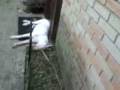 Acordando o Aquiles