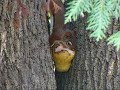 Guarding Pears