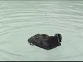 RC HOVERCRAFT RC HOVERCRAFT