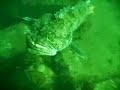 Lingcod Attack!