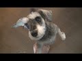 Click here to watch this video Dog Dancing for Snack. Cuteness overload!