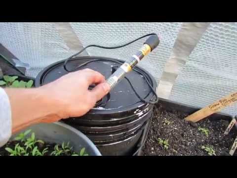 how to transplant snow on the mountain plant