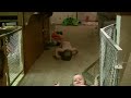 P&B: Twin Boys Head Sliding P&B: Twin Boys Head Sliding