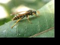 why do these ants have to pick on me?