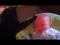 [ネコ]大泣きする赤ちゃんを寝かしつける黒猫がかわいい。のサムネイル1