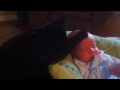 [ネコ]大泣きする赤ちゃんを寝かしつける黒猫がかわいい。のサムネイル2
