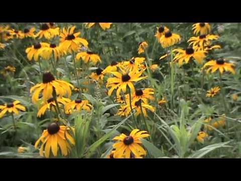 how to replant black eyed susans