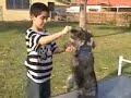 DOG TRAINER IN LOS ANGELES CA DOG TRAINER IN LOS ANGELES CA