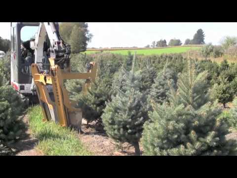 how to fertilize scotch broom