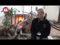 Barnsley's Meerkat Manor