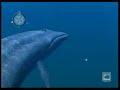 Endless Ocean - Blue Whale