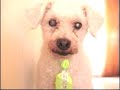 Chico, a stray dog Chico, a stray dog