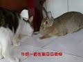 970413貓兔的相遇-牛奶篇