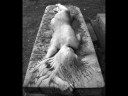 PERRITA DARWIS