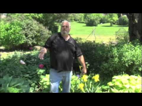 how to care for bearded iris