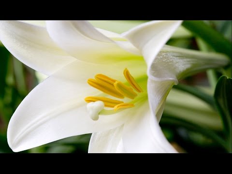 video-linktoworks-Caring for your Easter Lilies