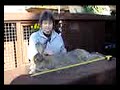 HUGE Continental GIANT Rabbit
