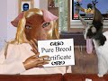 210 Arnarnes - Gr�sirnir