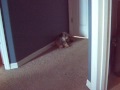 videos de Fire Rescue Dog