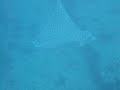Eagle Rays