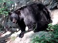 The Bear on Dale\