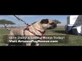 Daisy - Pug Available for Adoption