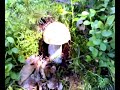 Mushrooms in Poland