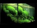 Planted Aquarium Competition Hannover 2011 - XL tanks