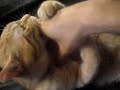 al-stewart-year-of-the-cat.html