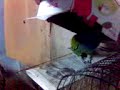 lorito se acuesta