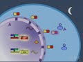Drosophila Molecular Clock