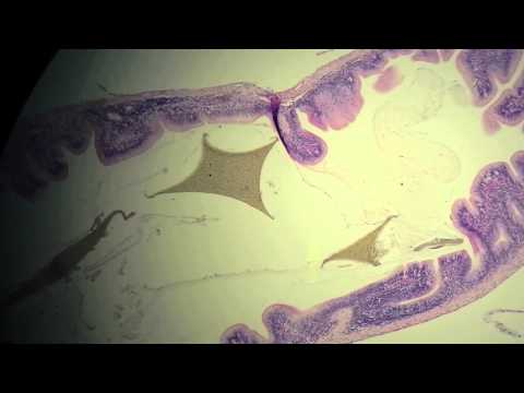 how to isolate aquatic fungi