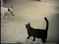 Crazy Dog Crazy Dog