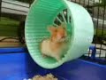 Harry the Hamster died