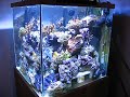 60gallon cube reef tank