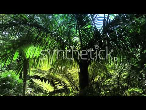 how to transplant tree ferns nz