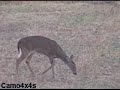 how not to kill a deer   