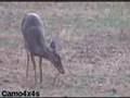 HOW NOT TO KILL A DEER!